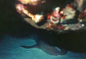 The dive master saw the shark sleeping under some coral a... by Cody Deacon 